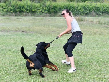 Rottweiler ve kadın itaat disiplini eğitimi alıyorlar.