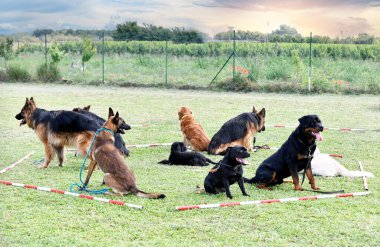 Bir grup köpek itaat disiplini eğitimi alıyor.