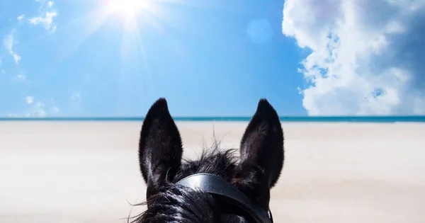Dívka Koni Její Hřebec Pláži — Stock fotografie