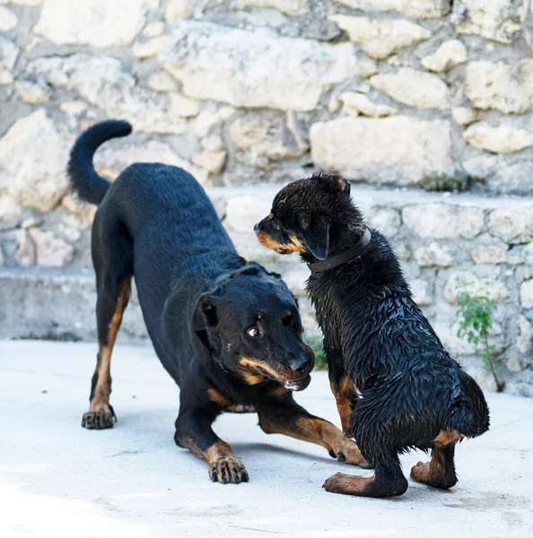 Puppy Rottweiler Beauceron Buurt Van Zwembad Zomer — Stockfoto