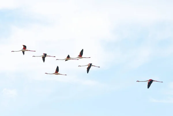 一群大火烈鸟在蓝天中飞翔 — 图库照片