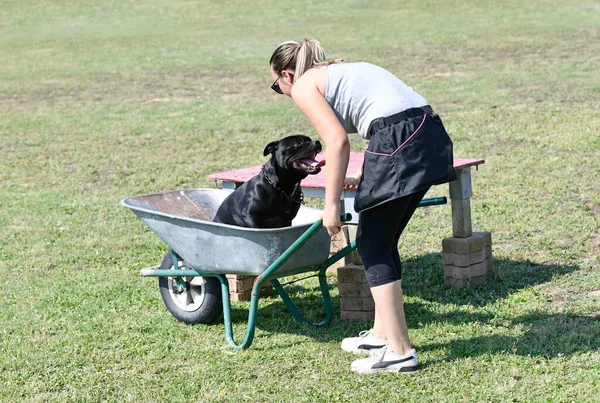 Staffordshire Bull Terrier Formación Para Disciplina Obediencia —  Fotos de Stock