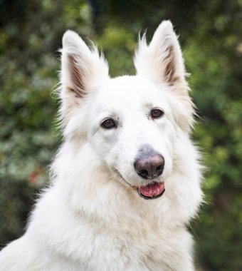 Baharda bahçede beyaz İsviçre Çoban Köpeği