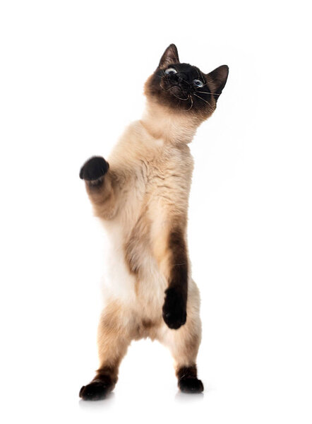 siamese cat in front of white background