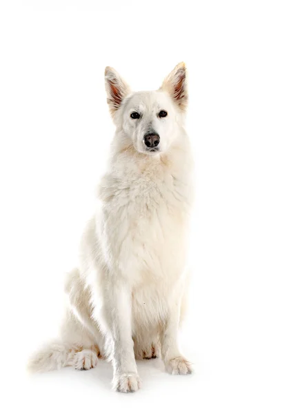 Weißer Schweizer Schäferhund Vor Weißem Hintergrund — Stockfoto