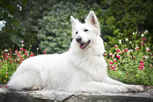 Witte Zwitserse Herder Hond Een Tuin Het Voorjaar — Stockfoto