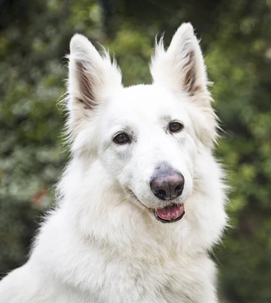 Λευκό Ελβετικός Ποιμενικός Σκύλος Έναν Κήπο Την Άνοιξη — Φωτογραφία Αρχείου