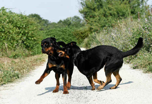 Beauceron Rottweiler Gra Przyrodzie — Zdjęcie stockowe