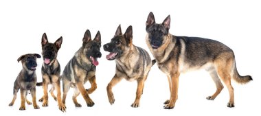 Genç Alman çoban köpekleri beyaz arka planın önünde