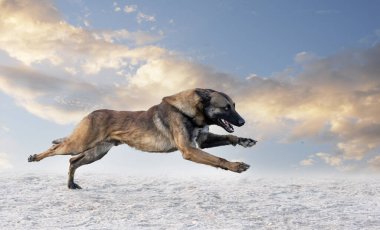 Genç Belçikalı çoban köpeği doğada güvenlik eğitimi alıyor.