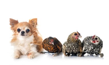 Beyaz arka planda parlak tavuk ve köpek