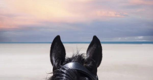 Dívka Koni Její Hřebec Pláži — Stock fotografie