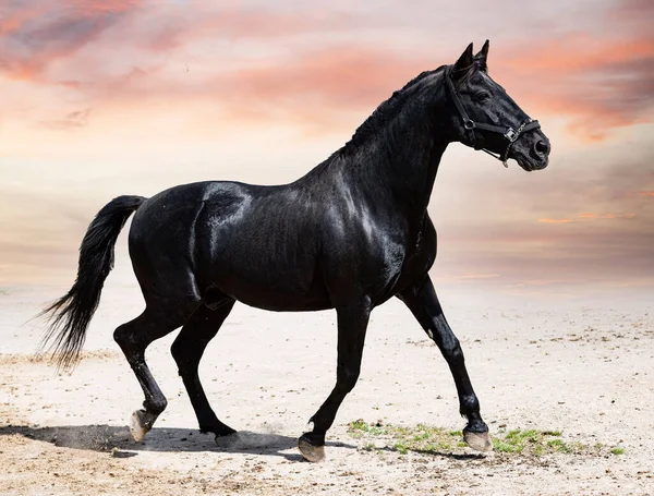 Portrait Black Stallion Nature — Stock fotografie