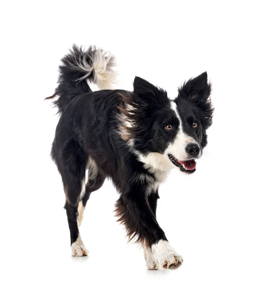 Young Border Collie Front White Background — Stock Photo, Image