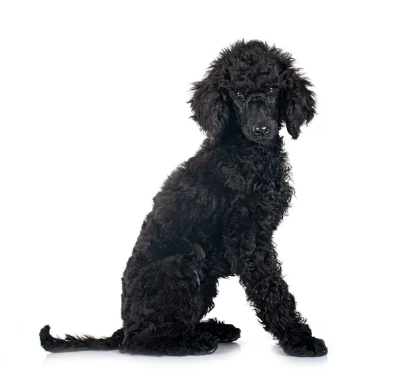 Cachorro Caniche Negro Estándar Frente Fondo Blanco —  Fotos de Stock