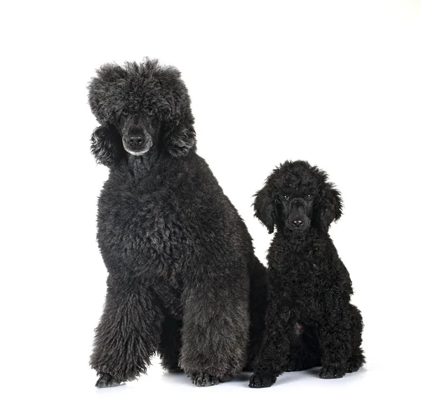 Standard Black Poodles Front White Background — Stock Photo, Image