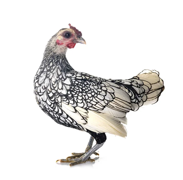 Sebright Chicken Front White Background — Stock Photo, Image