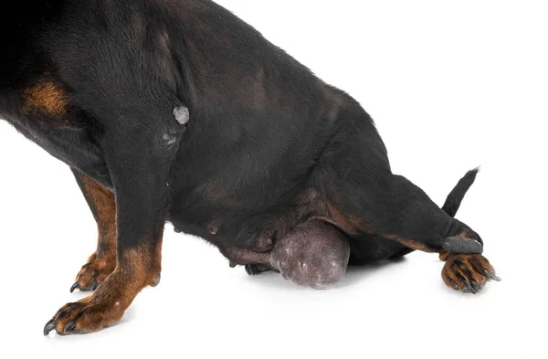 Rottweiler Guz Przed Białym Tle — Zdjęcie stockowe