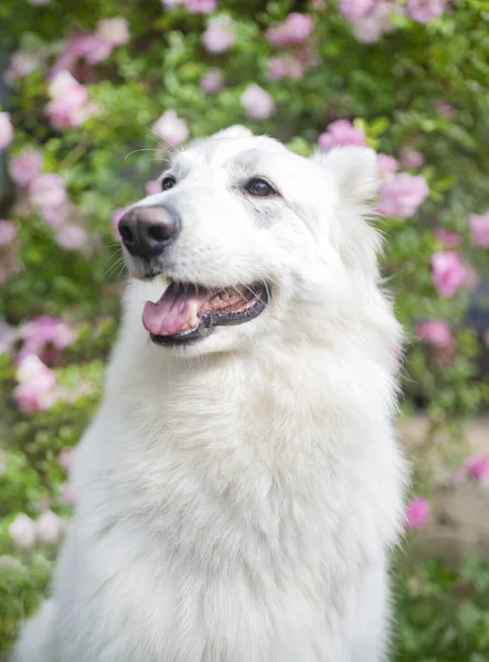 White Swiss Shepherd Dog Garden Spring — Stock Photo, Image