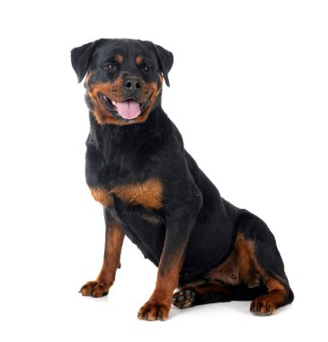 Beyaz arkaplan önünde safkan rottweiler