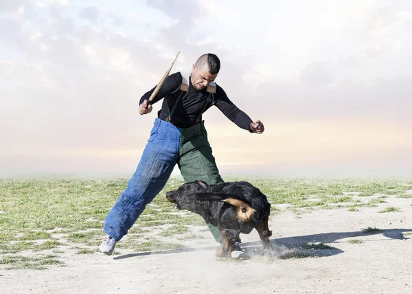 Formação Jovens Rottweiler Para Esporte Proteção Polícia — Fotografia de Stock