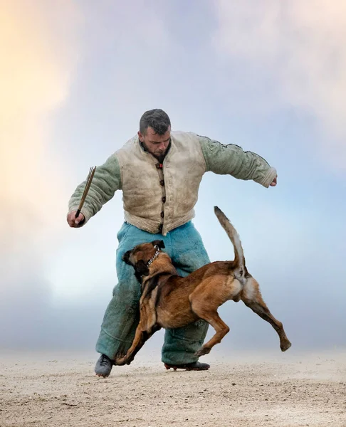 Jonge Belgische Herder Training Natuur Voor Veiligheid — Stockfoto