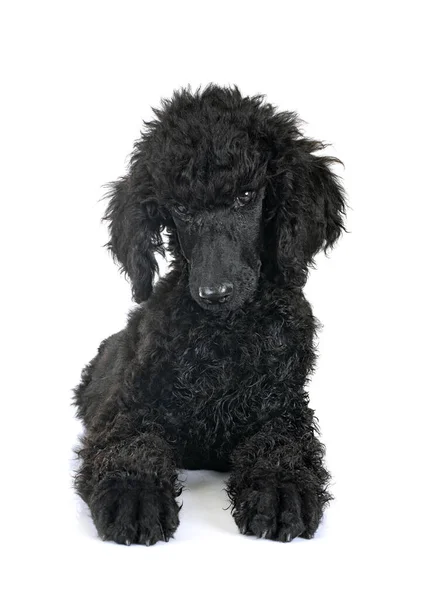 Cachorro Padrão Preto Poodle Frente Fundo Branco — Fotografia de Stock