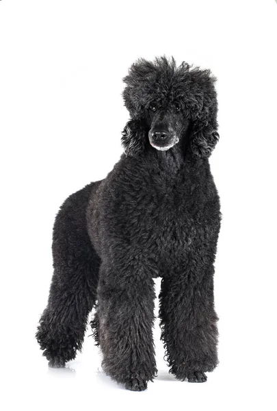 Standard Black Poodle Front White Background — Stock Photo, Image