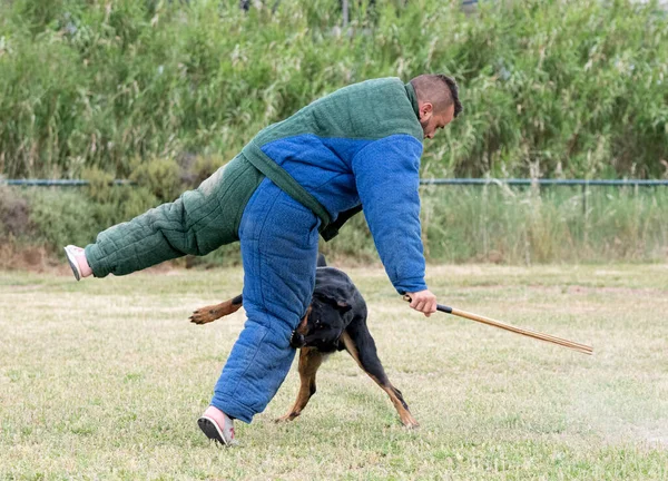 Beauce Den Gelen Çoban Köpeği Güvenlik Eğitimi Alıyor — Stok fotoğraf