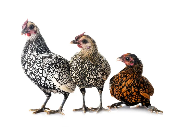 Sebright Chicken Front White Background — Stock Photo, Image