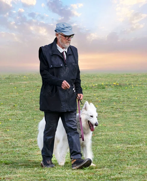 Λευκός Ελβετικός Ποιμενικός Σκύλος Και Ιδιοκτήτης Ένα Διαγωνισμό Υπακοής — Φωτογραφία Αρχείου