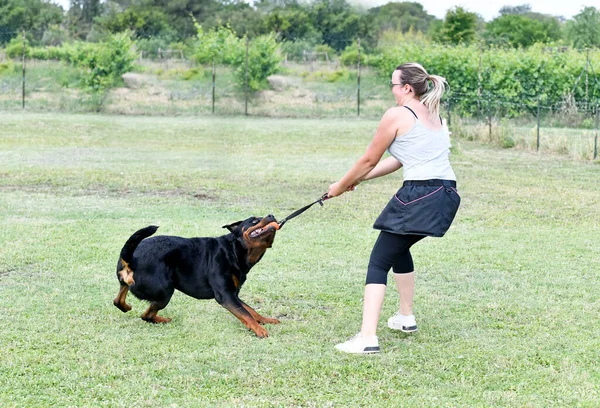 Rottweiler Szkolenia Kobiet Dla Dyscypliny Posłuszeństwa — Zdjęcie stockowe