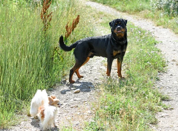 Young Rottweiler Walking Nature Summer — Stock Photo, Image