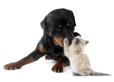 Beyaz arkaplan önünde siyam kedisi ve rottweiler