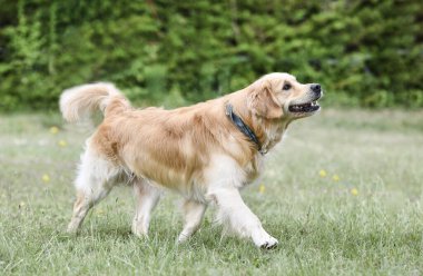 Golden Retriever ile itaat disiplini için köpek eğitimi.