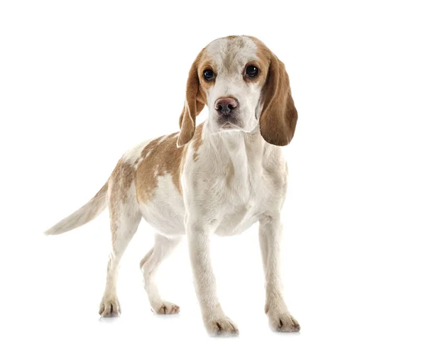 Jong Beagle Voorkant Van Witte Achtergrond — Stockfoto