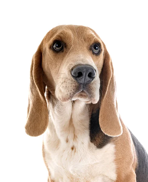 Ung Beagle Framför Vit Bakgrund — Stockfoto