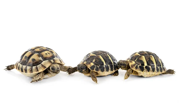 Żółw Grecki Żółw Hermanna Przed Białym Tle — Zdjęcie stockowe