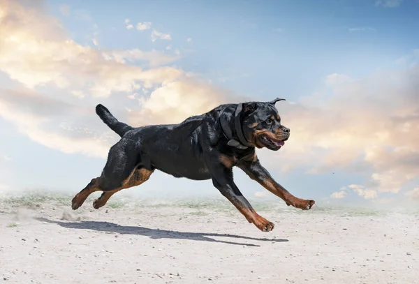 Młody Rottweiler Szkolenia Dla Ochrony Sportu Policji — Zdjęcie stockowe