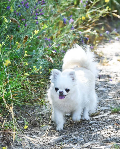 Pequeno Chihuahua Andando Natureza — Fotografia de Stock