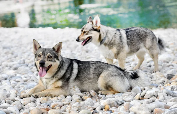 Schwedischer Vallhund Schwimmt Sommer Einem Fluss — Stockfoto