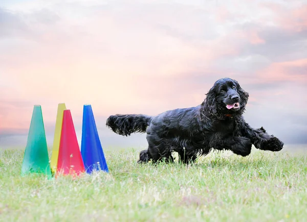 Hond Training Voor Gehoorzaamheid Discipline Met Een Cocker — Stockfoto