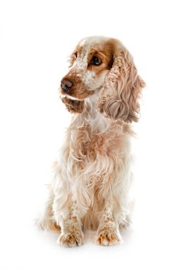 Beyaz arka plan önünde İngiliz yavru horoz İspanyol