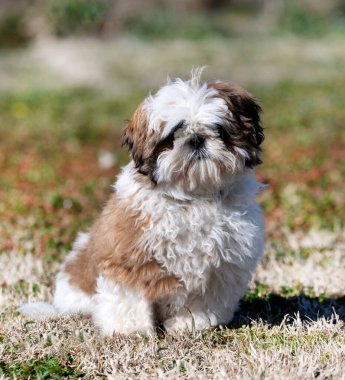 Bahçedeki bir köpek yavrusu Shih Tzu 'nun resmi