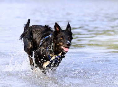 Genç sınır köpeği yazın nehirde yüzüyor.