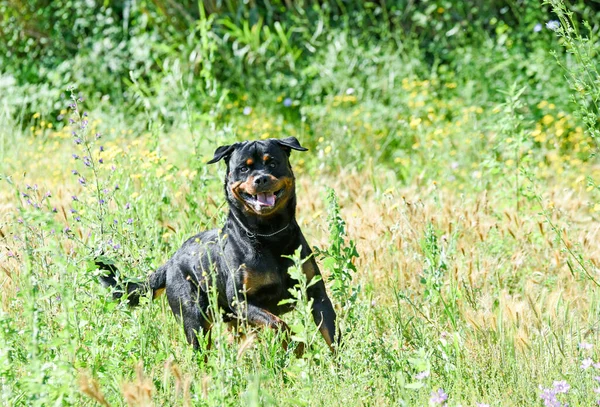 Joven Rottweiler Caminando Naturaleza Verano —  Fotos de Stock