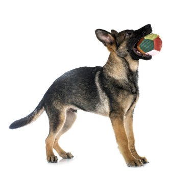 Genç Alman çoban köpeği beyaz arka planda.