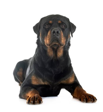 Beyaz arkaplan önünde safkan rottweiler