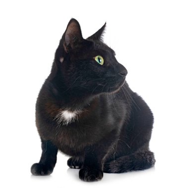 Beyaz arkaplan önünde sokak kedisi