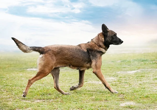 Junger Belgischer Schäferhund Beim Wandern Der Natur — Stockfoto